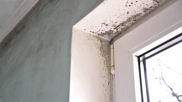 Best Attic Mold Removal  in Deale, MD