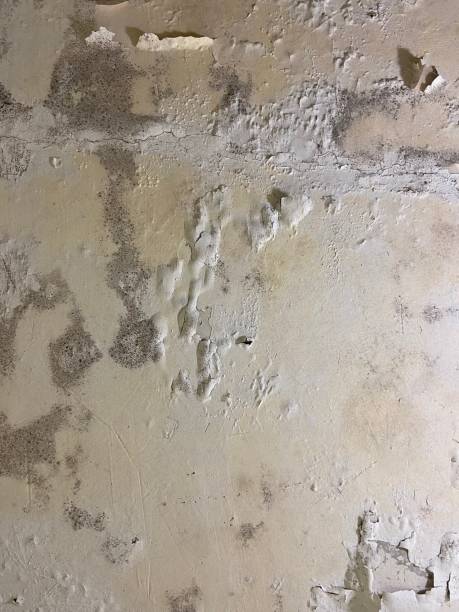 Best Crawl Space Mold Removal  in Deale, MD